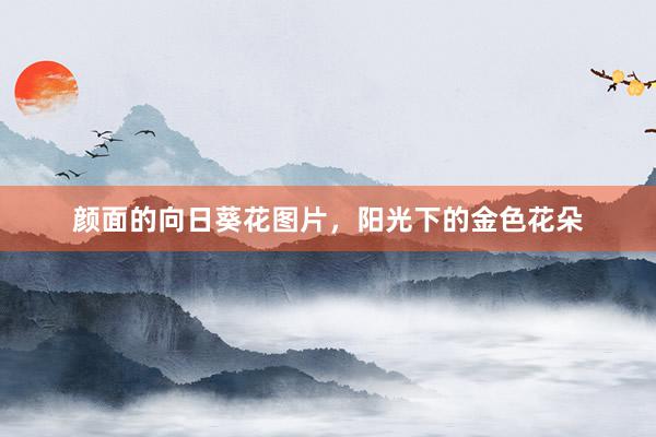 颜面的向日葵花图片，阳光下的金色花朵